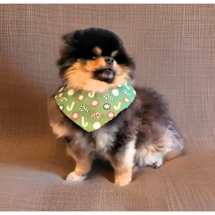 Bandanas motifs de noël