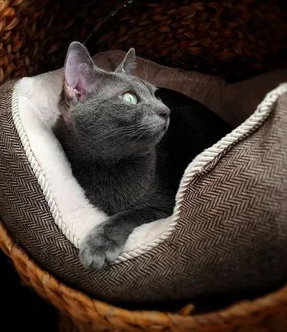 Chats