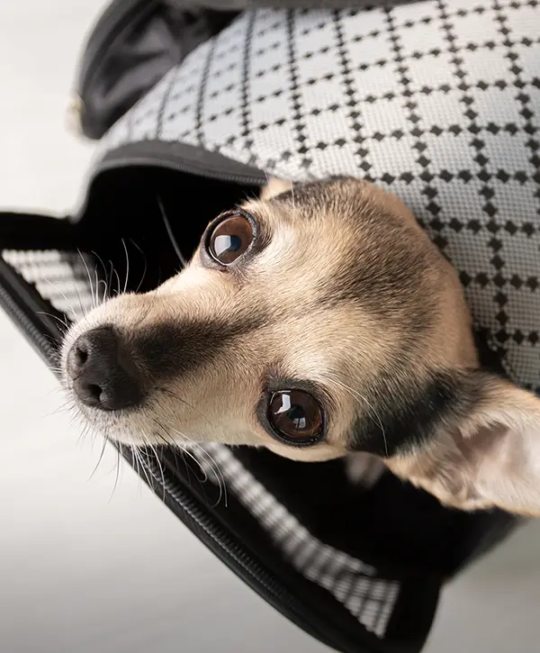 chien
