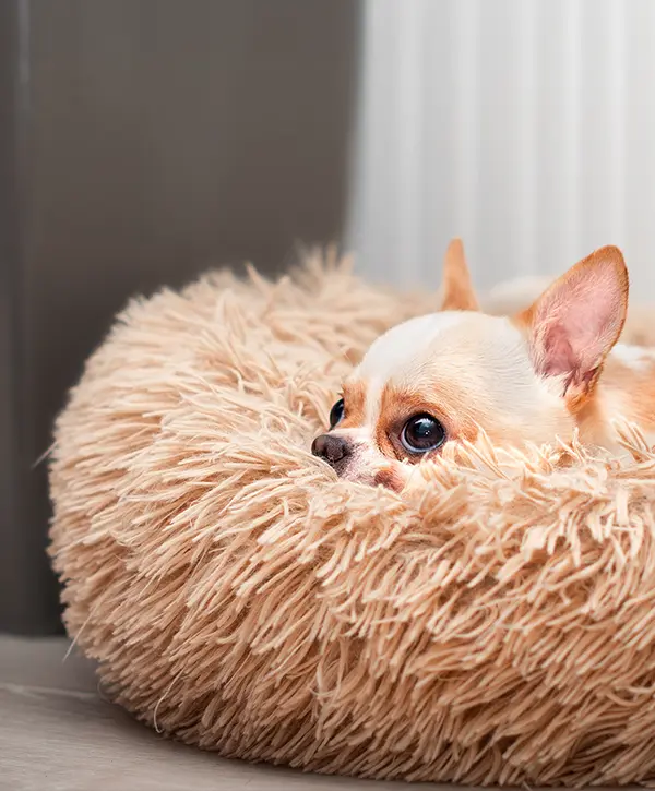 chien